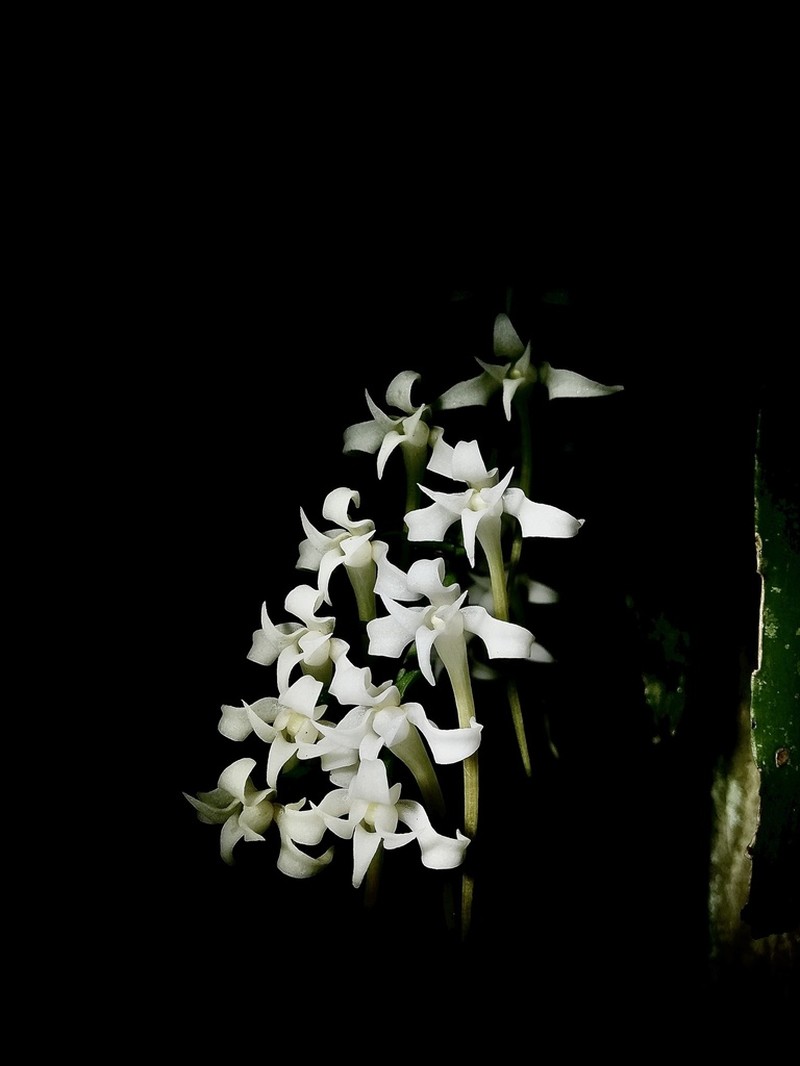 Cyrtorchis monteiroae photo 6