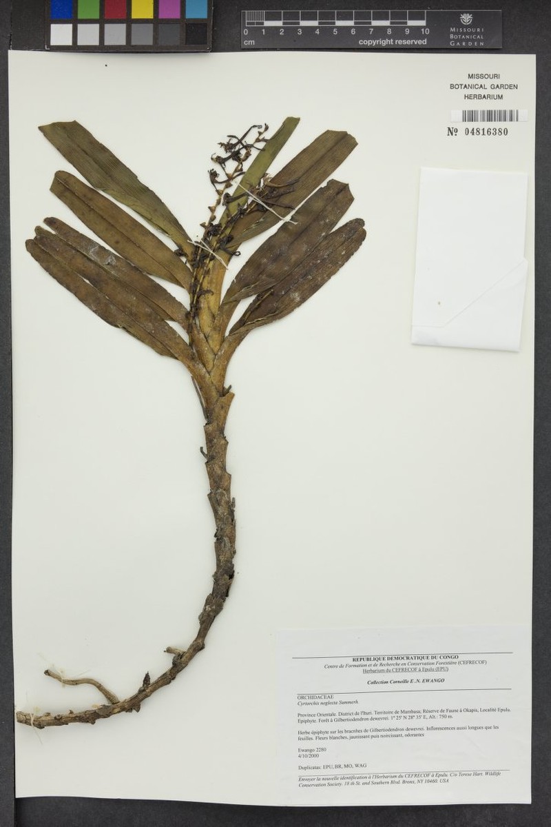 Cyrtorchis neglecta