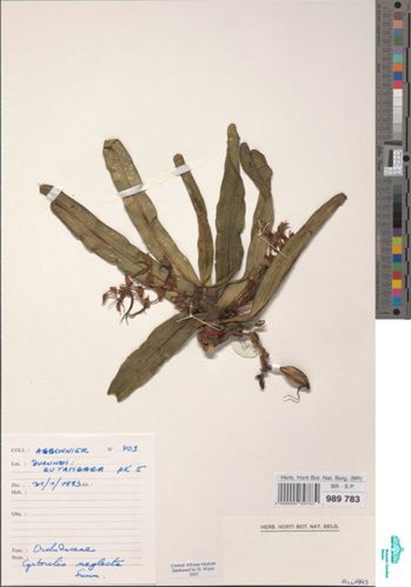 Cyrtorchis neglecta photo 2