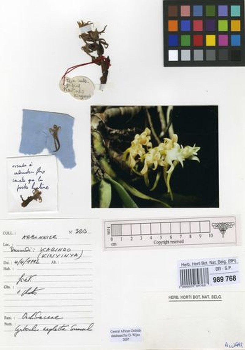 Cyrtorchis neglecta photo 3