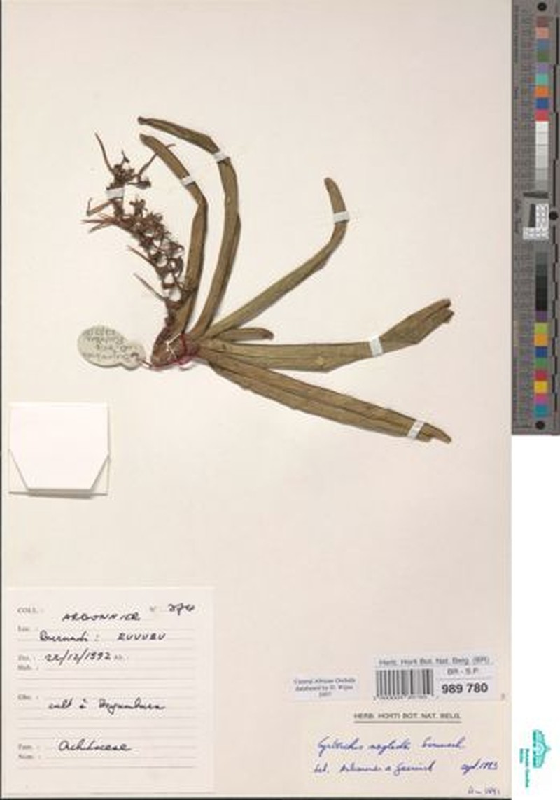 Cyrtorchis neglecta photo 4