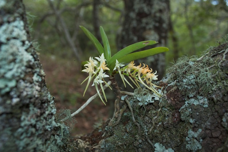 Cyrtorchis praetermissa