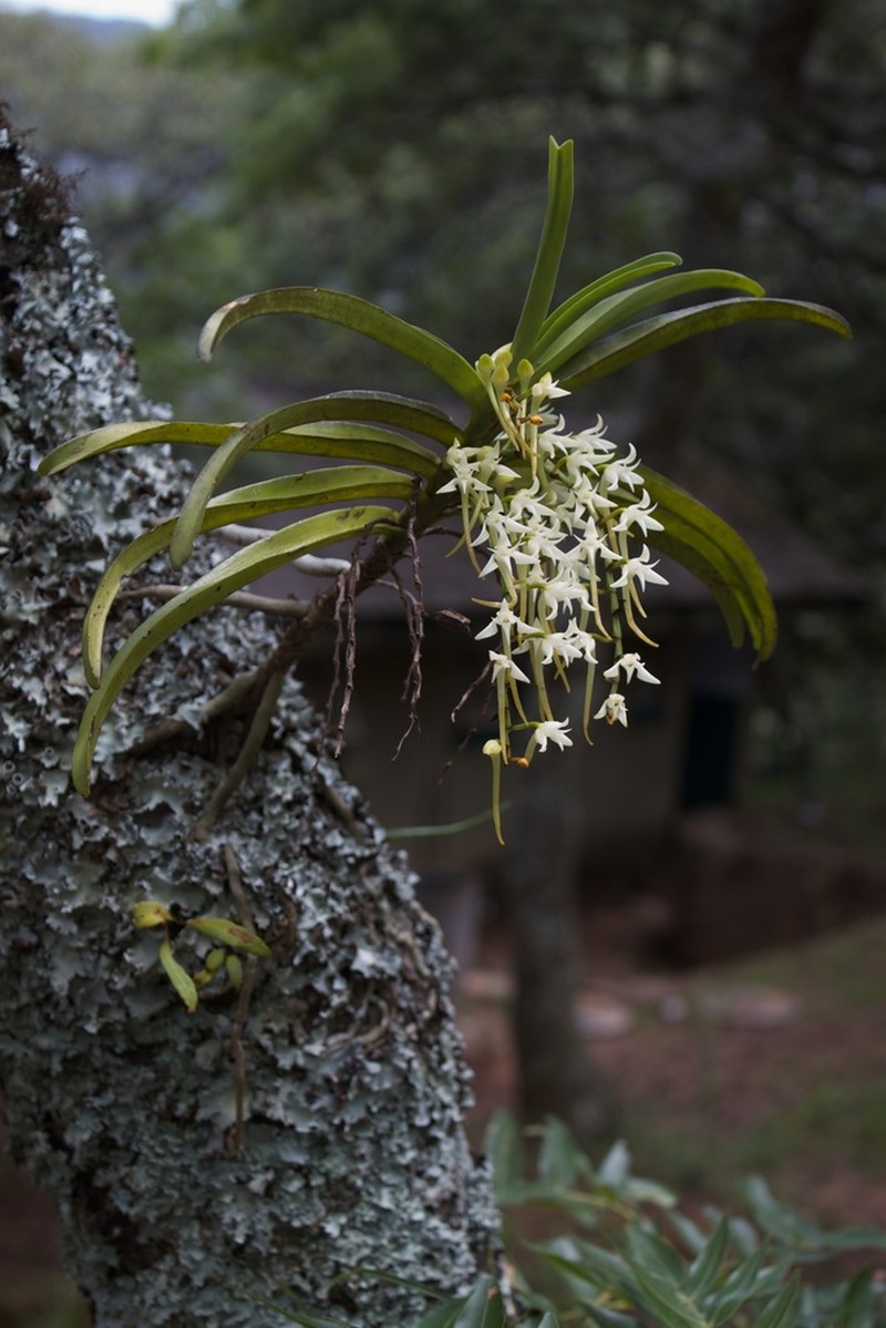 Cyrtorchis praetermissa photo 2