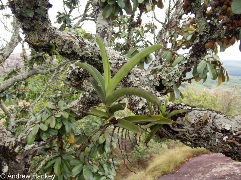 Cyrtorchis praetermissa photo 3