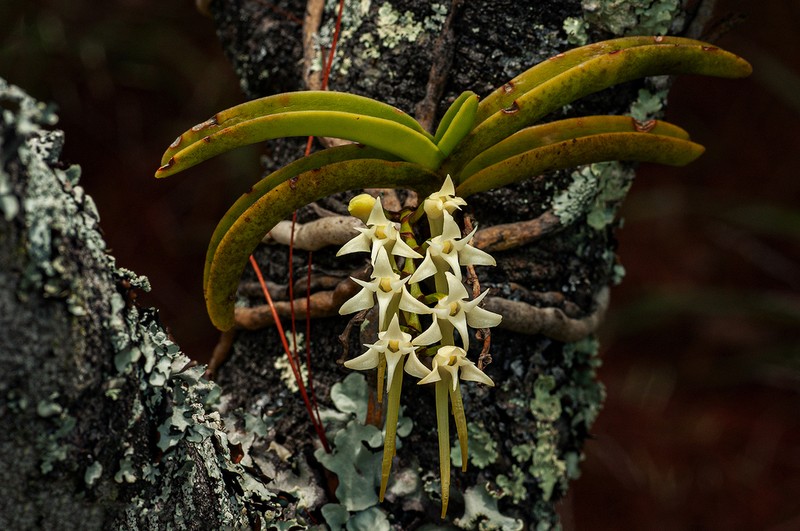 Cyrtorchis praetermissa photo 5