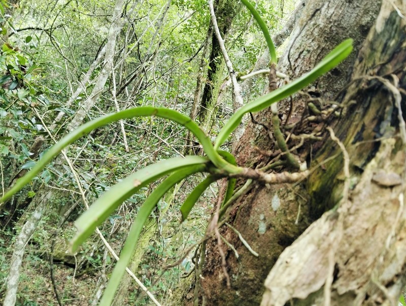 Cyrtorchis praetermissa photo 6