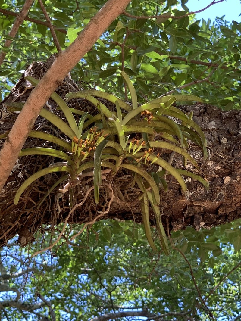 Cyrtorchis praetermissa photo 7