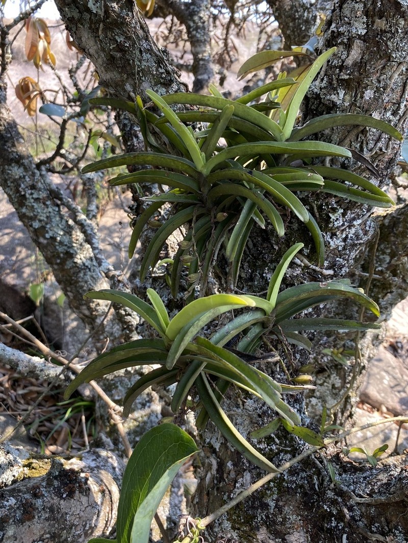 Cyrtorchis praetermissa photo 8