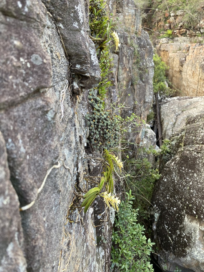 Cyrtorchis praetermissa subsp. praetermissa