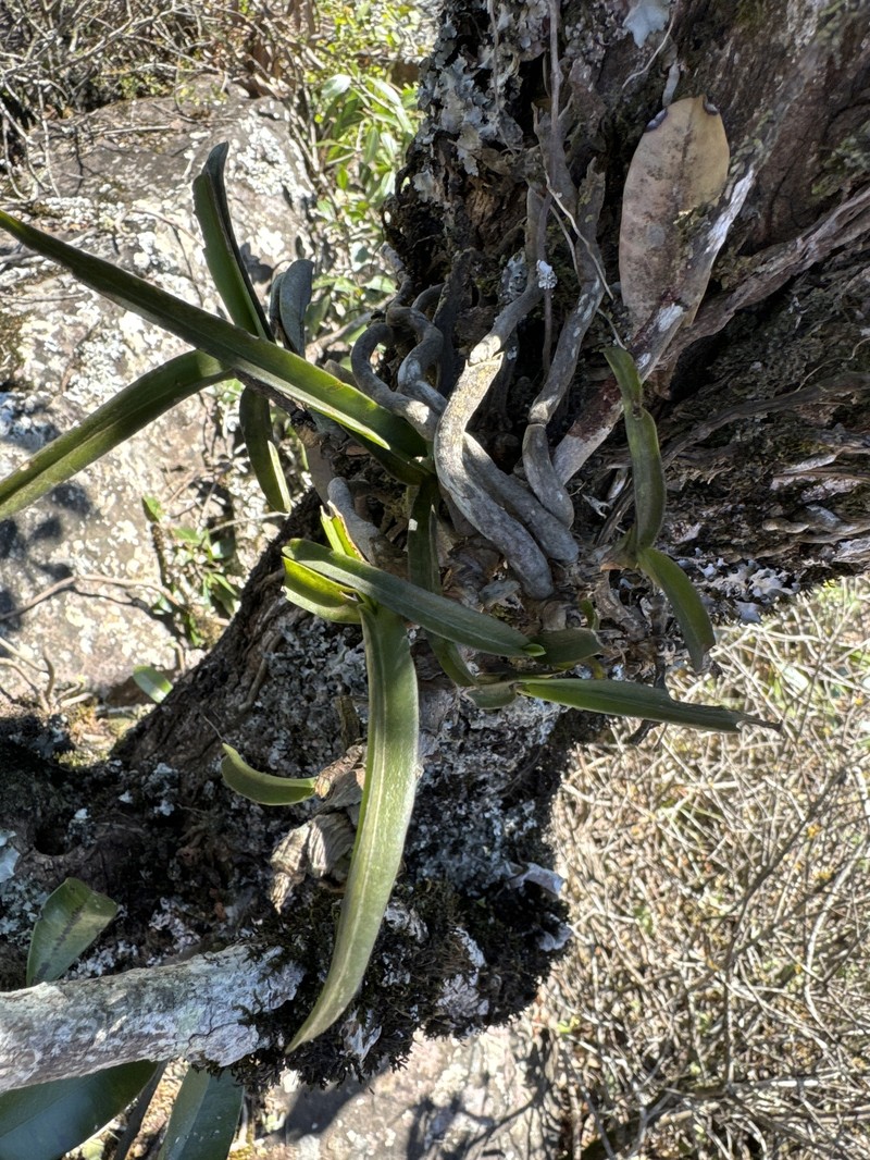 Cyrtorchis praetermissa subsp. praetermissa photo 4