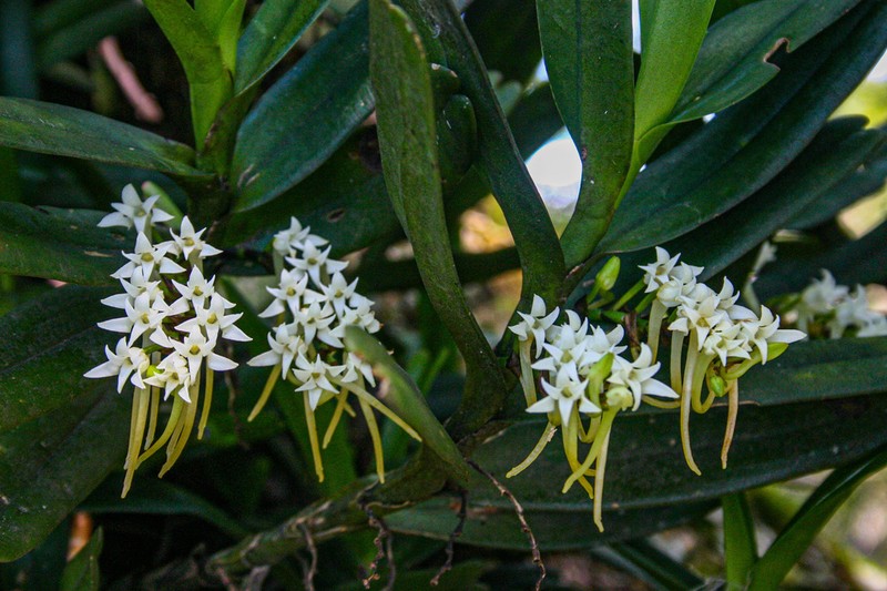 Cyrtorchis ringens photo 3