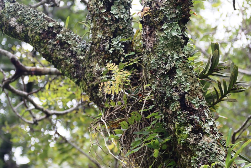 Cyrtorchis ringens photo 4