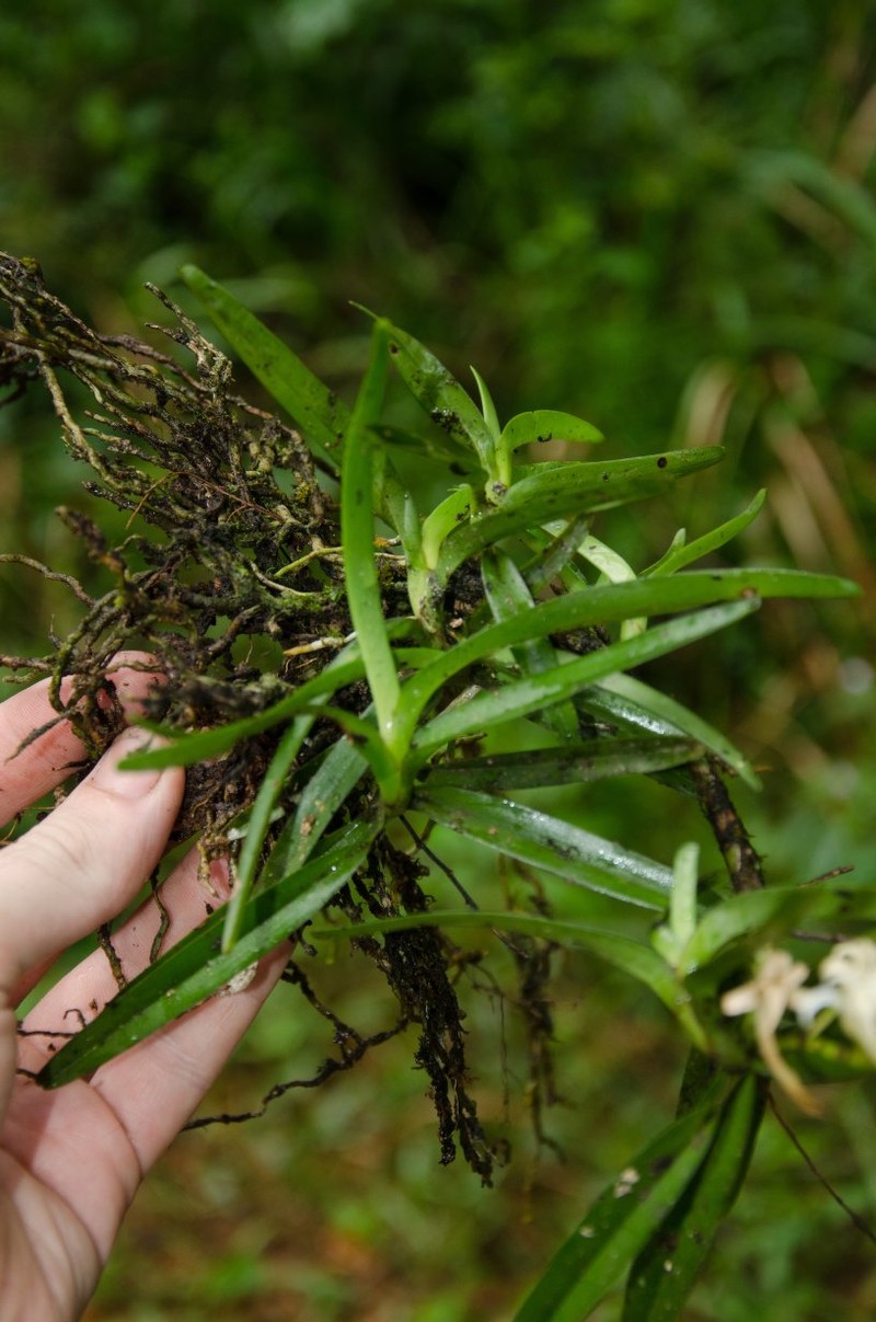 Cyrtorchis ringens photo 5