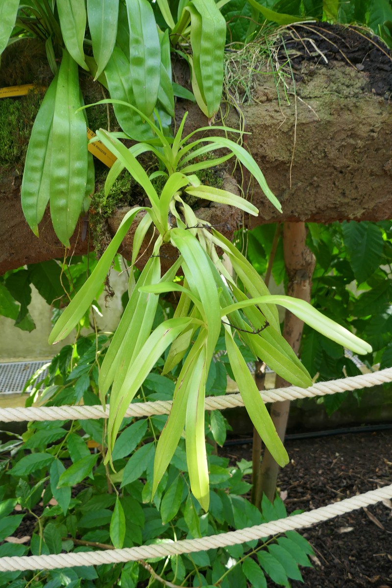 Cyrtorchis ringens