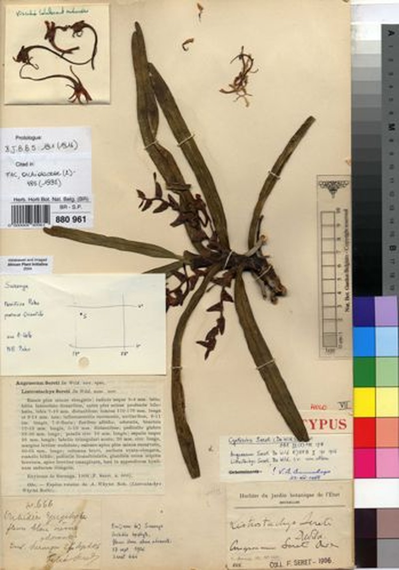 Cyrtorchis seretii