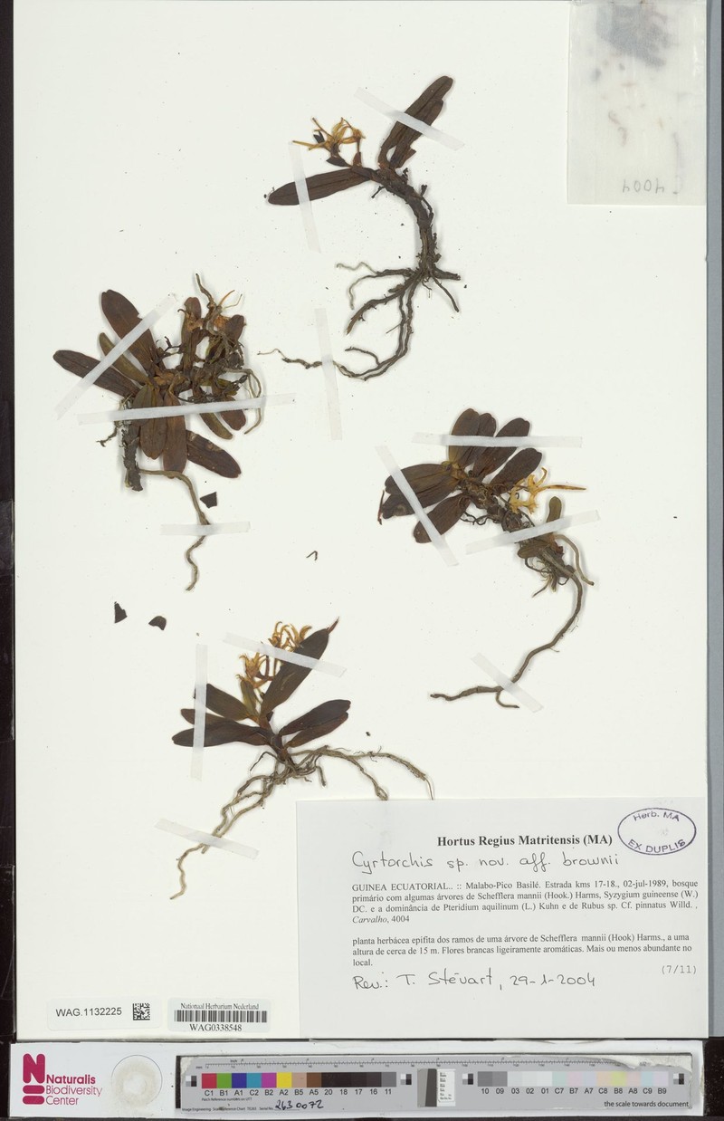 Cyrtorchis submontana