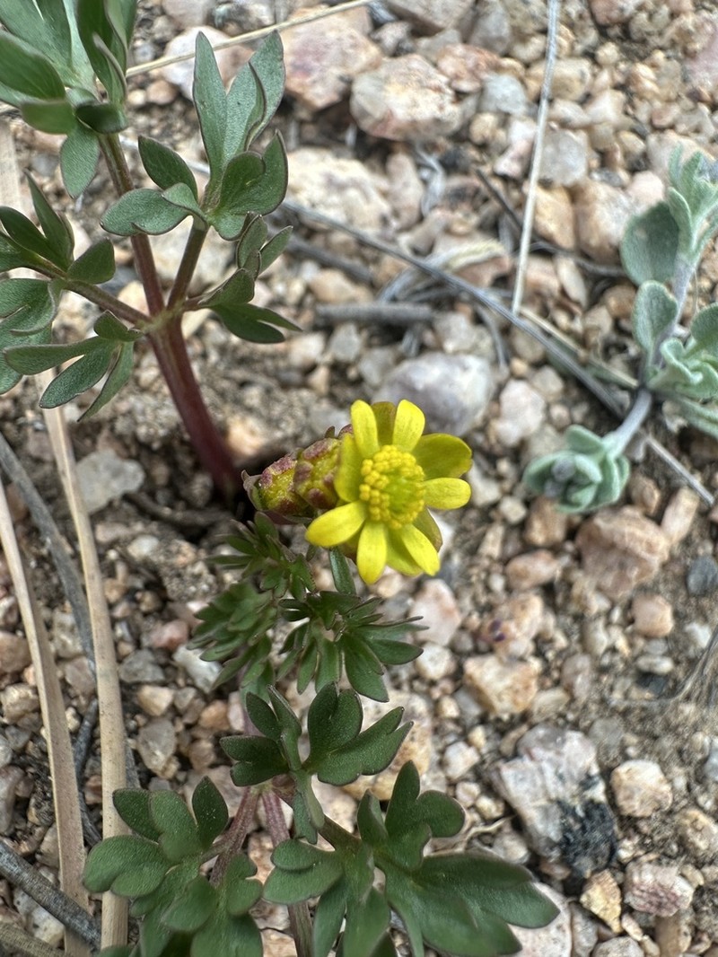 Tadpole Buttercup