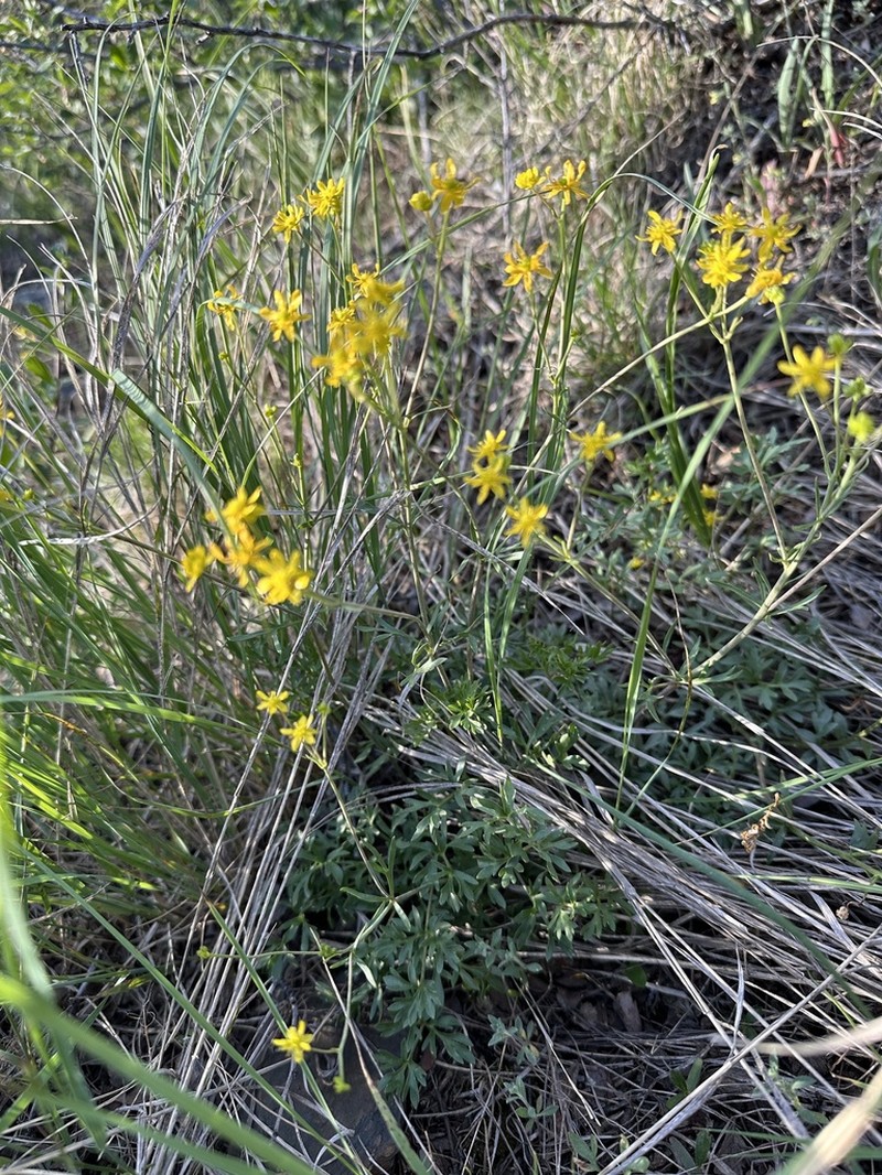 Tadpole Buttercup photo 3