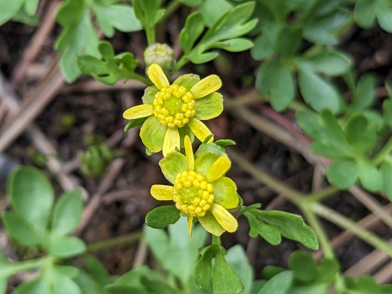 Tadpole Buttercup photo 4