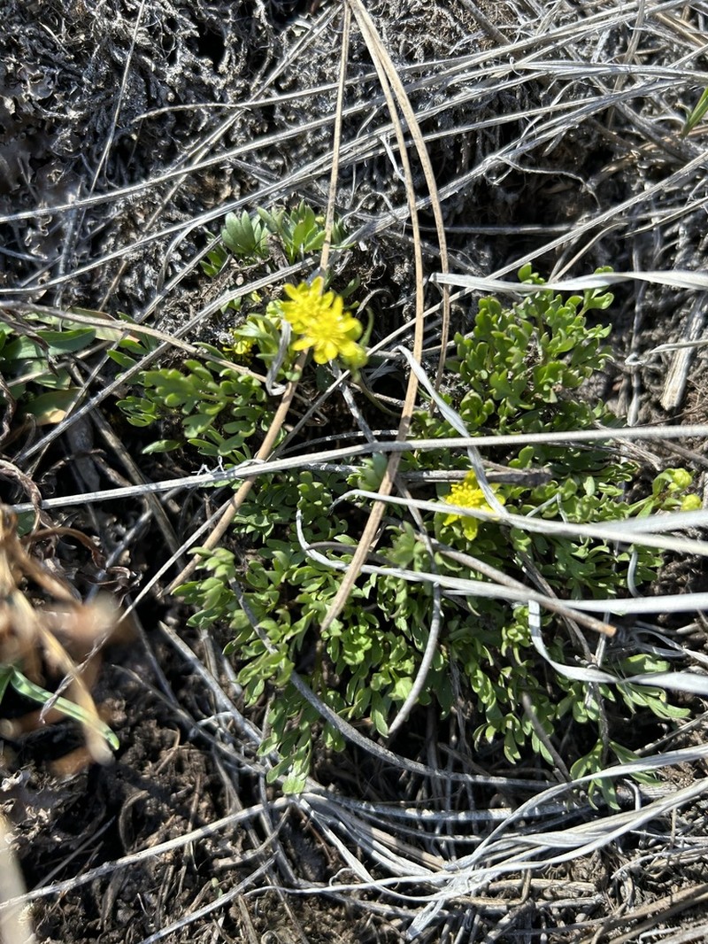 Tadpole Buttercup photo 5