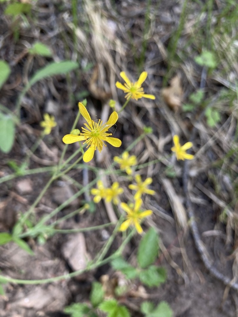 Tadpole Buttercup photo 6