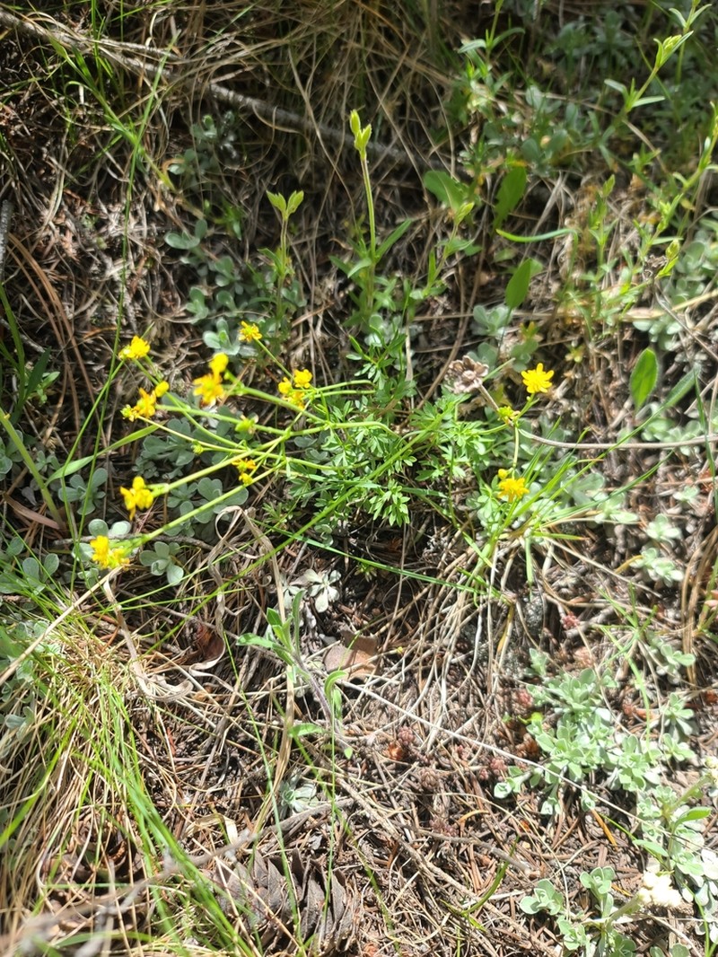 Tadpole Buttercup photo 7