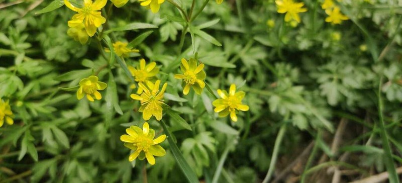 Tadpole Buttercup photo 8