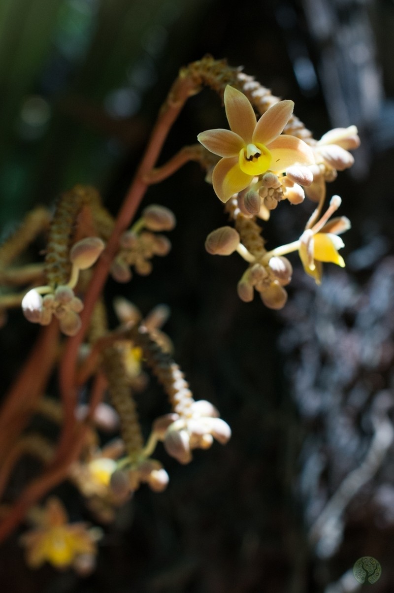 Cyrtosia integra