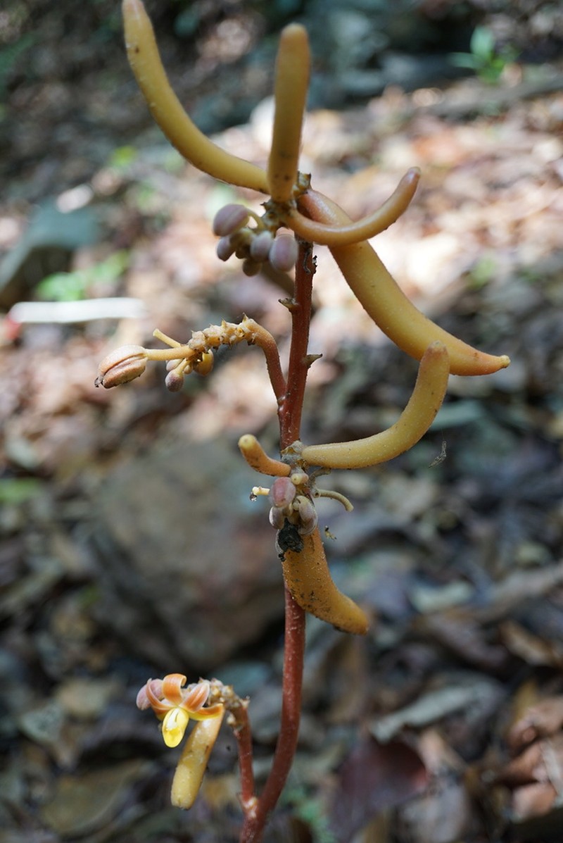Cyrtosia integra photo 2