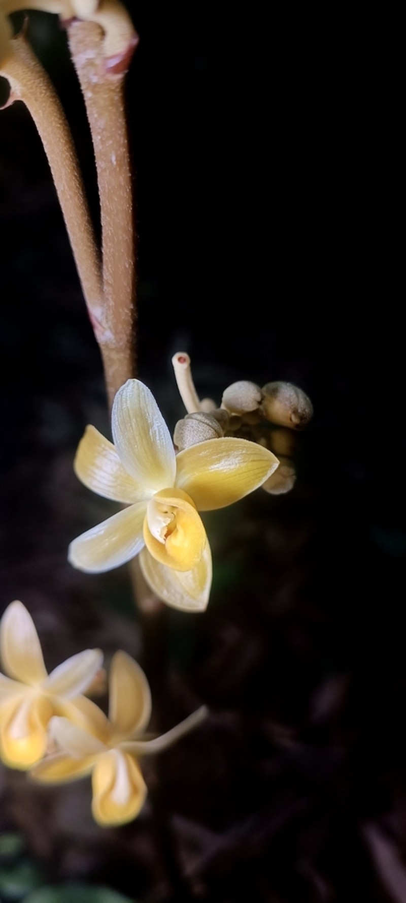 Cyrtosia integra photo 3