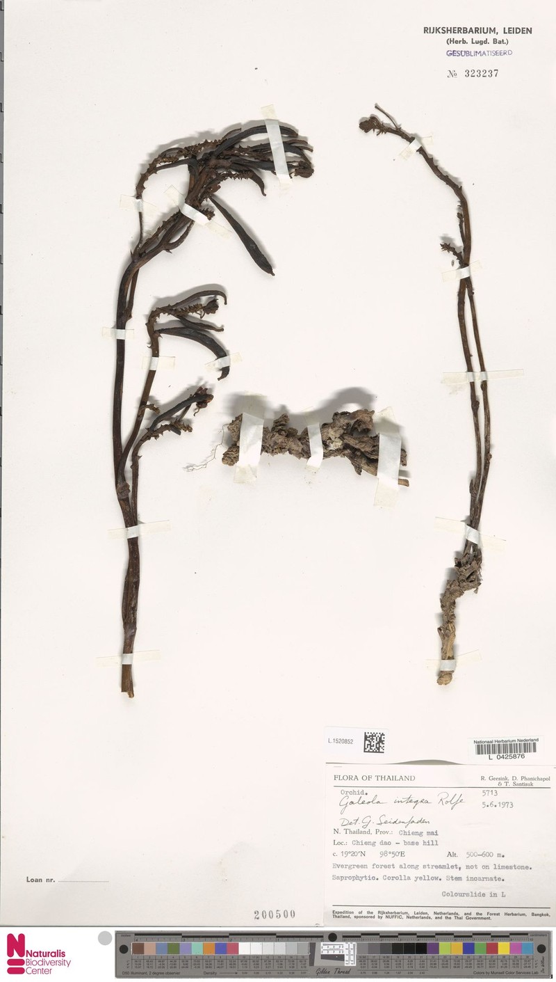 Cyrtosia integra photo 4