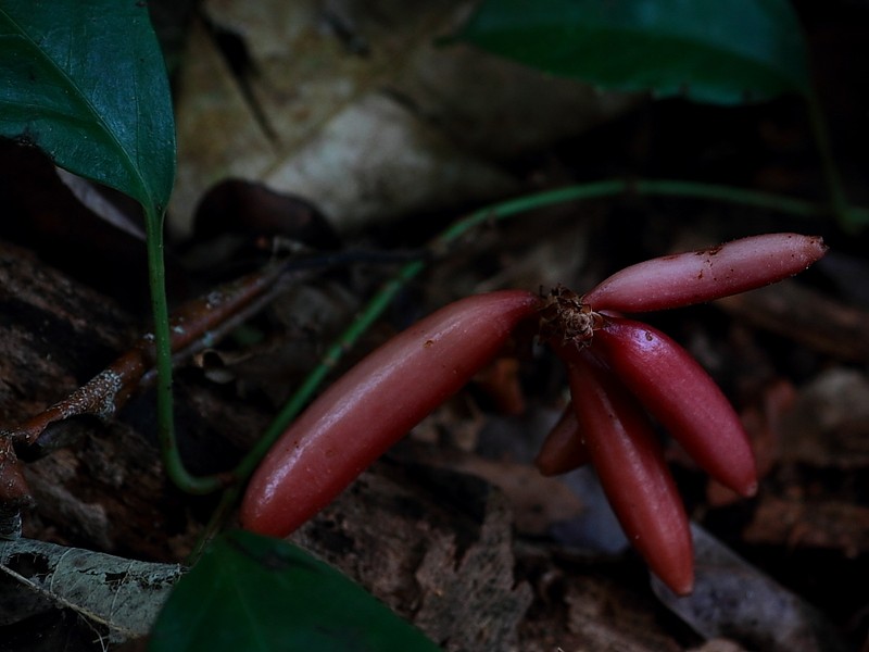 Cyrtosia javanica