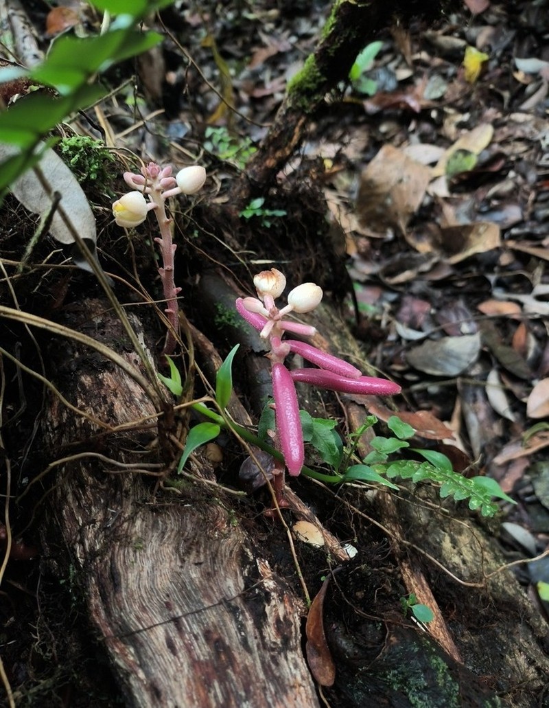 Cyrtosia javanica photo 3