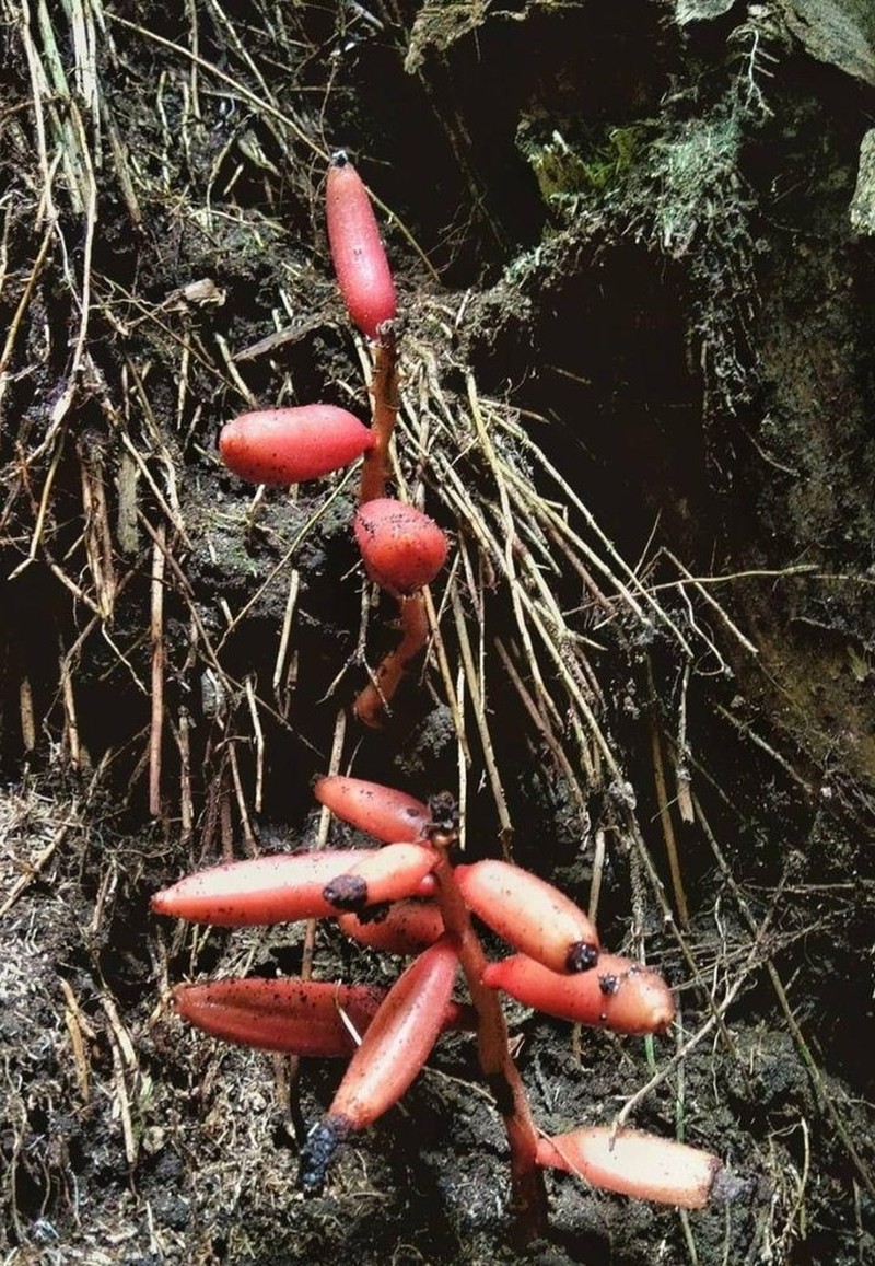 Cyrtosia javanica photo 4