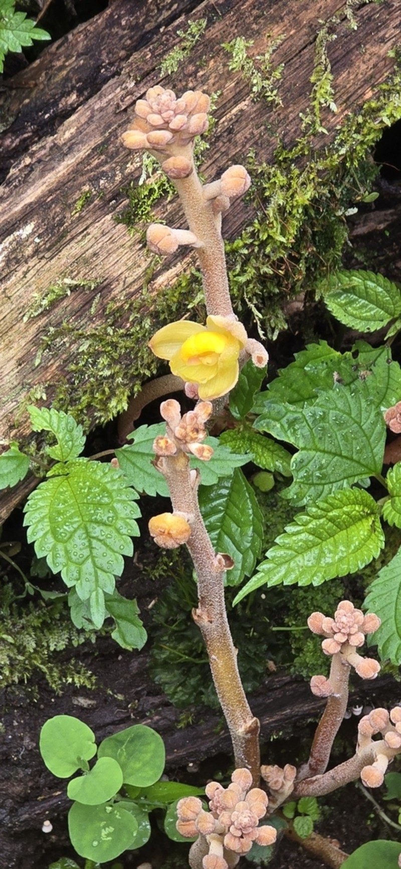 Cyrtosia javanica photo 5