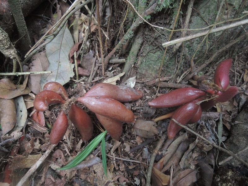 Cyrtosia javanica photo 6