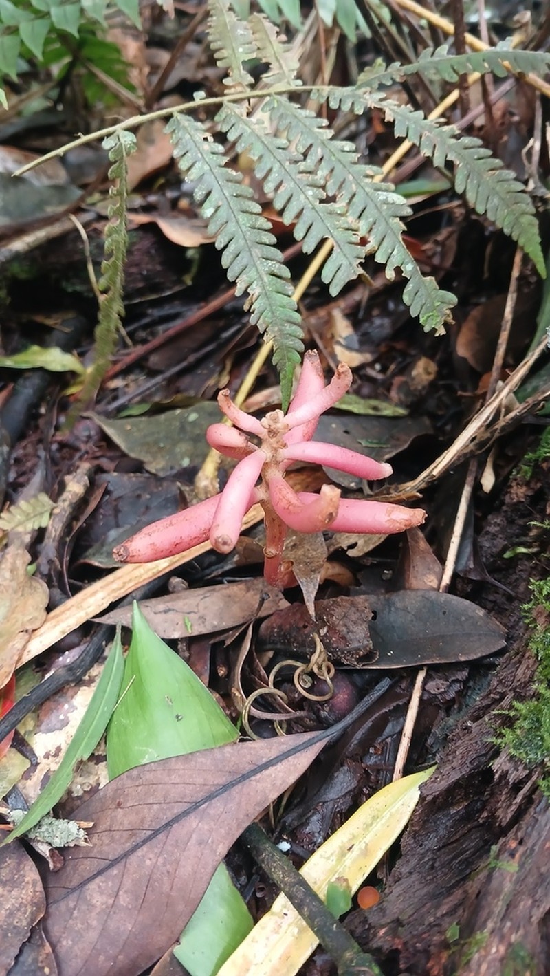 Cyrtosia javanica photo 7