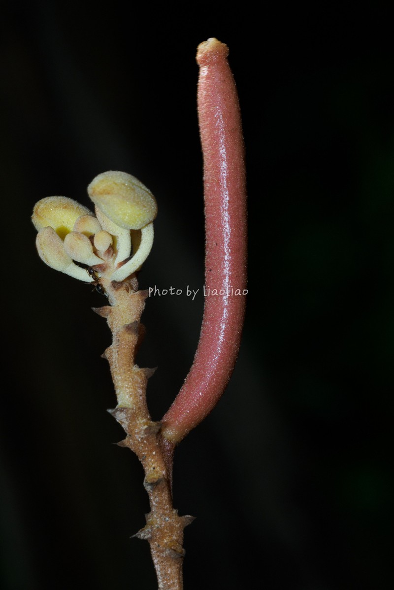 Cyrtosia javanica photo 8