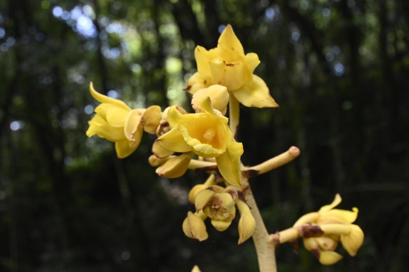 Cyrtosia lindleyana photo 2