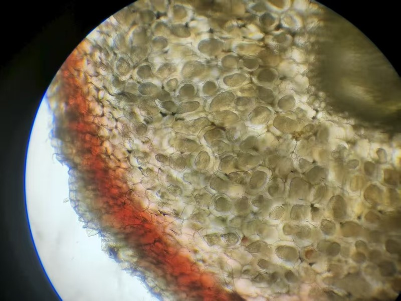 Cyrtosia lindleyana photo 5
