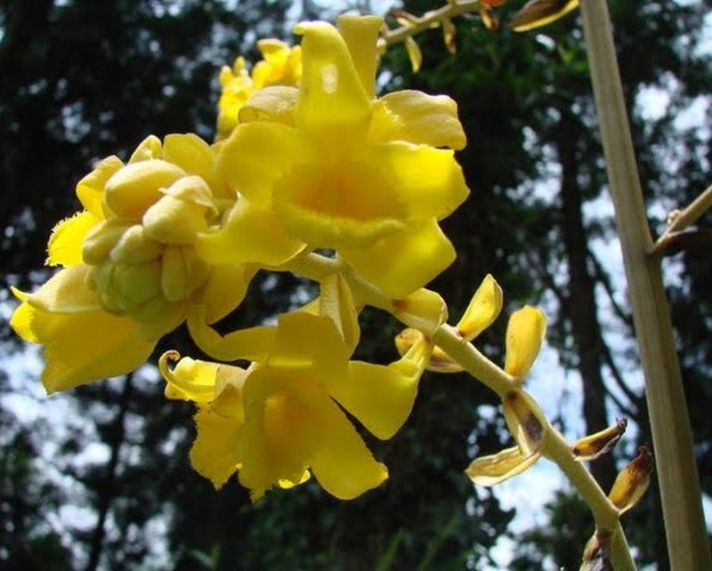 Cyrtosia lindleyana
