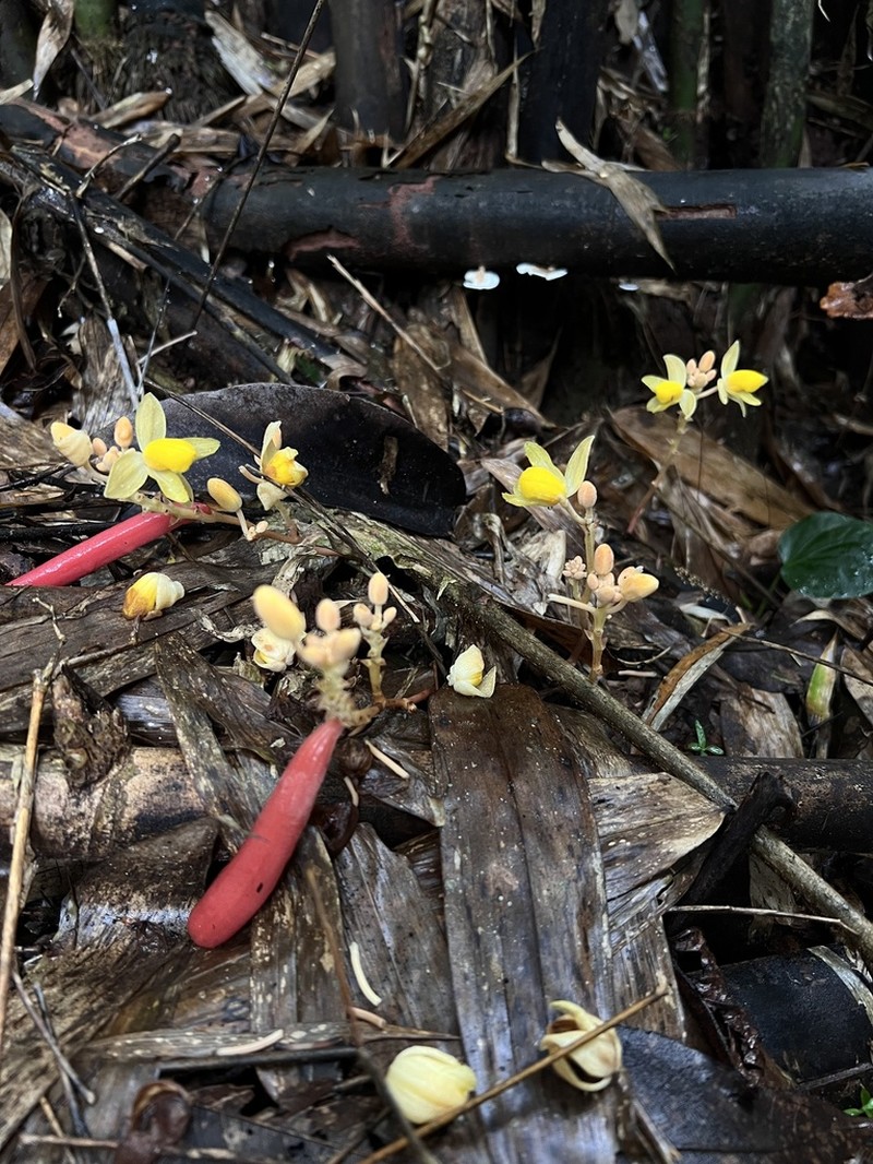 Cyrtosia nana