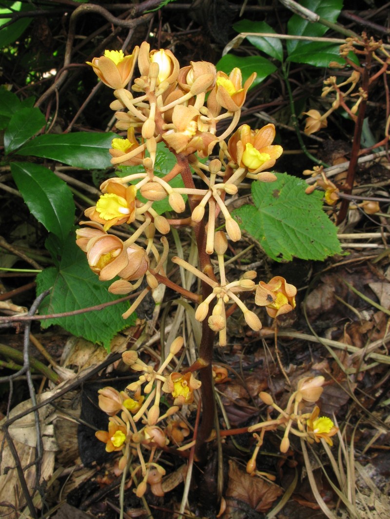 Cyrtosia septentrionalis