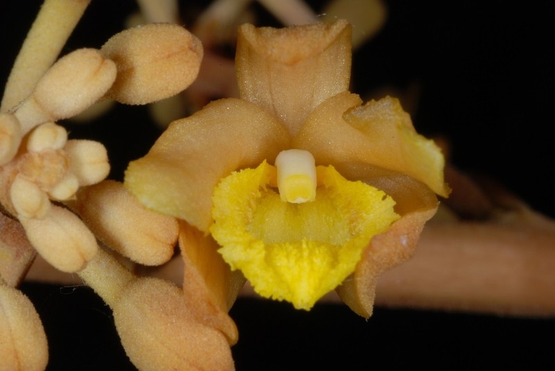 Cyrtosia septentrionalis photo 2