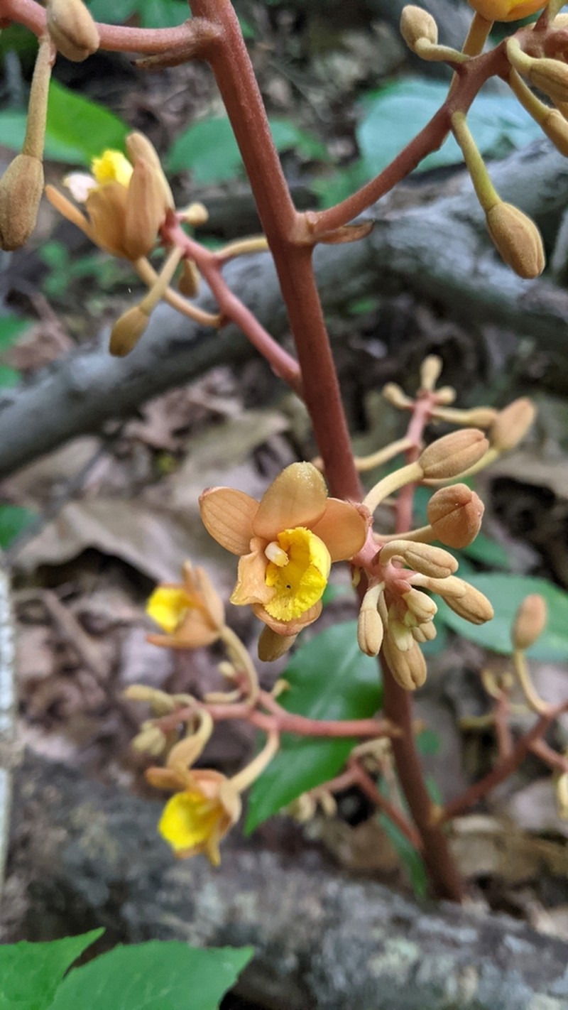 Cyrtosia septentrionalis photo 3