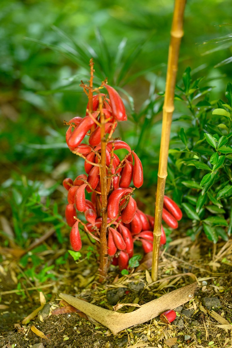 Cyrtosia septentrionalis photo 4