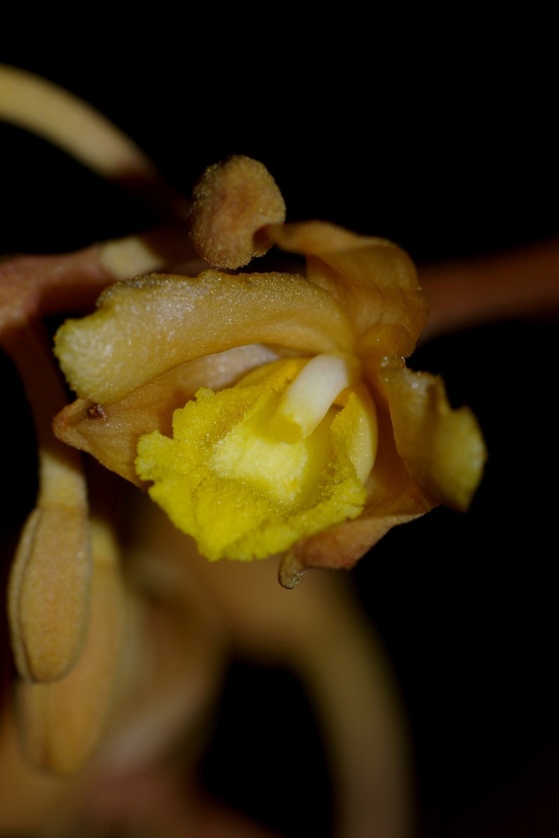 Cyrtosia septentrionalis photo 5