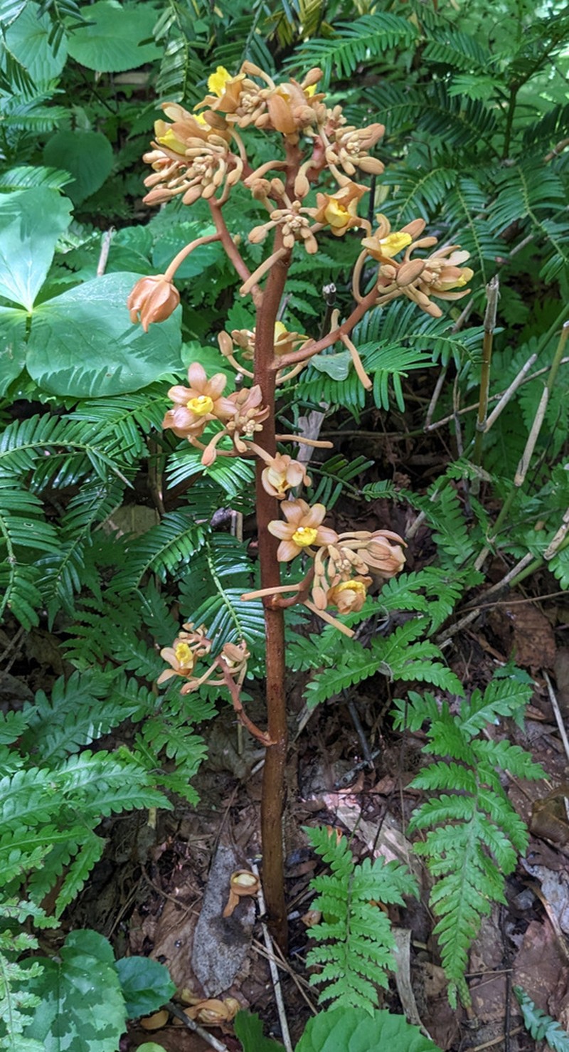 Cyrtosia septentrionalis photo 6