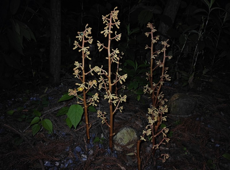Cyrtosia septentrionalis photo 7