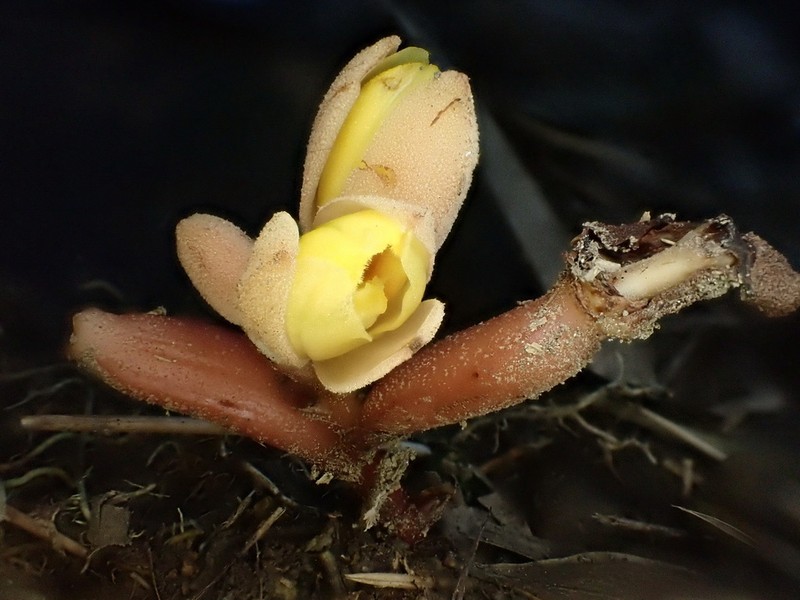 Cyrtosia taiwanica